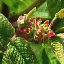 Attēlu rezultāti vaicājumam “Juglans ailanthifolia”