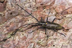 Attēlu rezultāti vaicājumam “Monochamus urussovi”