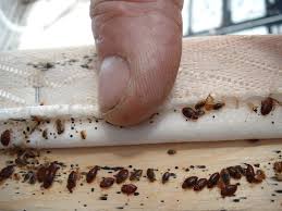 Image result for bed bugs