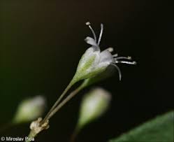Attēlu rezultāti vaicājumam “Gypsophila paniculata leaf”