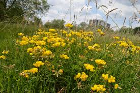 Image result for Haynes Park Bowling Club