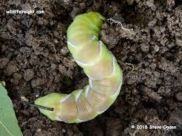 Attēlu rezultāti vaicājumam “Sphinx ligustri larva”