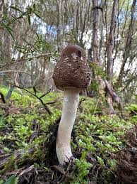 Attēlu rezultāti vaicājumam “Macrolepiota rhacodes var. bohemica”