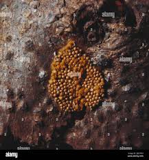 Attēlu rezultāti vaicājumam “Oligonema favogineum spores”