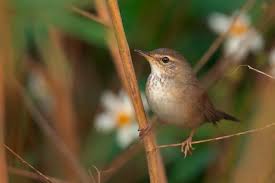 Image result for Locustella lanceolata