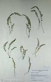 Attēlu rezultāti vaicājumam “Asplenium viride”