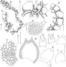 Attēlu rezultāti vaicājumam “Harpanthus flotovianus cells”