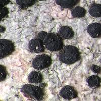 Attēlu rezultāti vaicājumam “Didymium spongiosum spores”