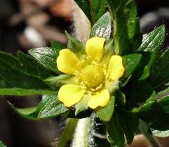 Attēlu rezultāti vaicājumam “Potentilla norvegica flower”