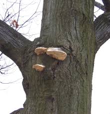 Attēlu rezultāti vaicājumam “Daedalea quercina”