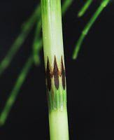 Attēlu rezultāti vaicājumam “Equisetum palustre”