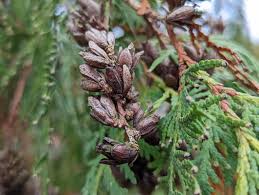 Attēlu rezultāti vaicājumam “Thuja plicata flower”