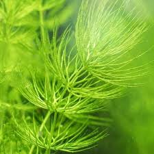 「水蘊草」的圖片搜尋結果