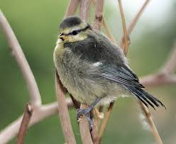 Attēlu rezultāti vaicājumam “Cyanistes caeruleus juvenile”