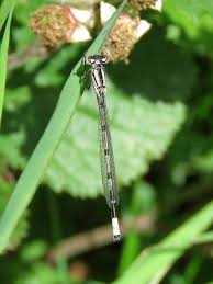 Attēlu rezultāti vaicājumam “Enallagma cyathigerum male”