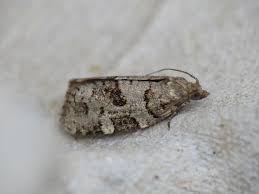 Attēlu rezultāti vaicājumam “Dichelia histrionana”