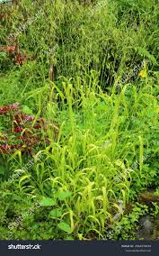 Attēlu rezultāti vaicājumam “Milium effusum leaf”