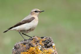 Attēlu rezultāti vaicājumam “Oenanthe oenanthe”