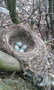 Attēlu rezultāti vaicājumam “Turdus merula eggs”