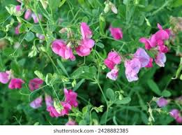 Attēlu rezultāti vaicājumam “Lathyrus tuberosus flower”