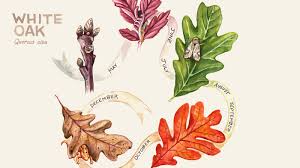 Attēlu rezultāti vaicājumam “leaf”