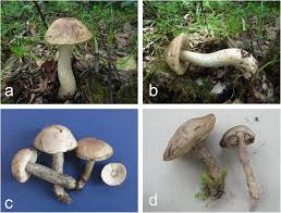 Attēlu rezultāti vaicājumam “Leccinum melaneum”