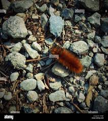 Attēlu rezultāti vaicājumam “Spilosoma sp.”