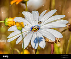 Image result for Dimorphotheca pluvialis