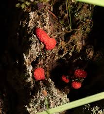 Attēlu rezultāti vaicājumam “Tubifera ferruginosa (subsp. ferruginosa)”