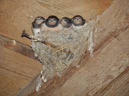 Attēlu rezultāti vaicājumam “Hirundo rustica nest”