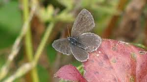 Attēlu rezultāti vaicājumam “Everes argiades female”