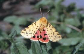 Attēlu rezultāti vaicājumam “Rhyparia purpurata”