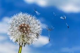 Image result for bilder