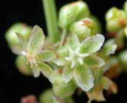 Attēlu rezultāti vaicājumam “Rumex acetosa flower”