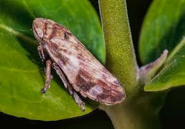 Attēlu rezultāti vaicājumam “Aphrophoridae imago”