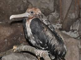 Image result for Fregata aquila