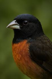 Image result for Minytrema melanops