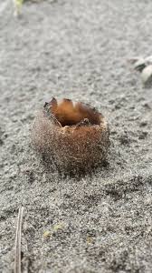 Attēlu rezultāti vaicājumam “Peziza ammophila”