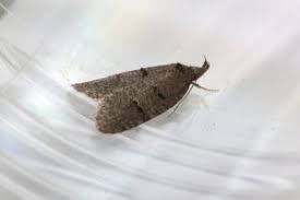 Attēlu rezultāti vaicājumam “Luquetia lobella”