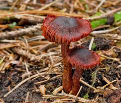 Attēlu rezultāti vaicājumam “Cortinarius sanguineus”