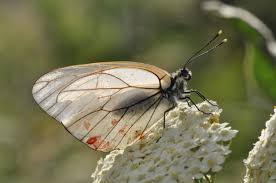 Attēlu rezultāti vaicājumam “Aporia crataegi pupa”