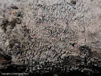 Attēlu rezultāti vaicājumam “Mycoacia fuscoatra”