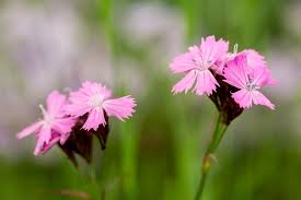 Image result for Dianthus carthusianorum