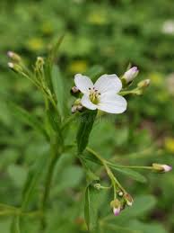 Attēlu rezultāti vaicājumam “Cardamine amara flower”