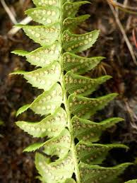 Attēlu rezultāti vaicājumam “Polystichum lonchitis”