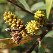 Attēlu rezultāti vaicājumam “Myrica gale bud”