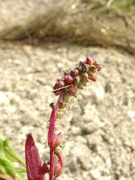 Attēlu rezultāti vaicājumam “Atriplex littoralis fruit”