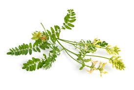 Attēlu rezultāti vaicājumam “Astragalus glycyphyllos leaf”