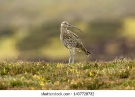 Attēlu rezultāti vaicājumam “Numenius arquata adult”