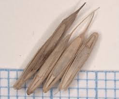 Attēlu rezultāti vaicājumam “Elytrigia repens subsp. arenosa”